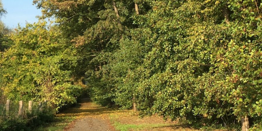 Spazierwege rundum Buettelborn